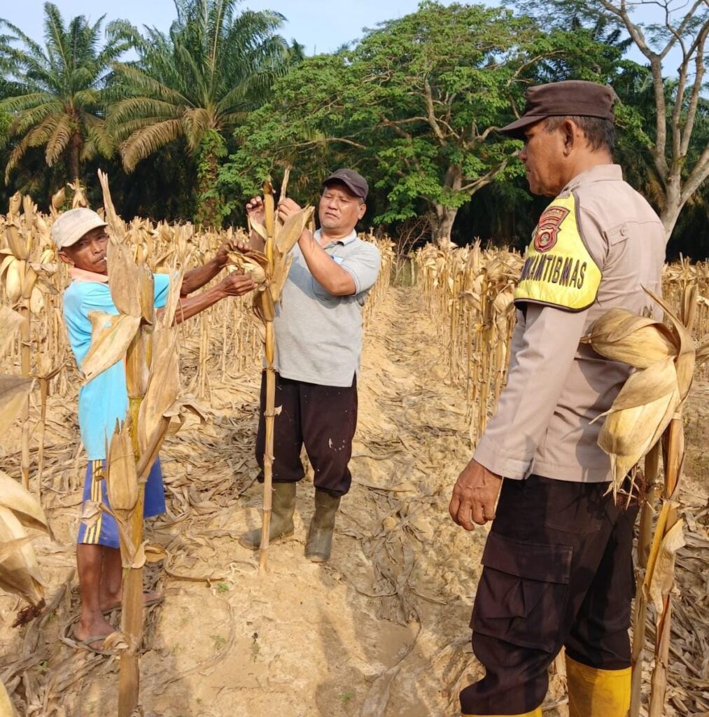 DALAM RANGKA MENDUKUNG KETAHANAN PANGAN POLSEK LAIS MELAKSANAKAN PANEN JAGUNG KWARTAL II