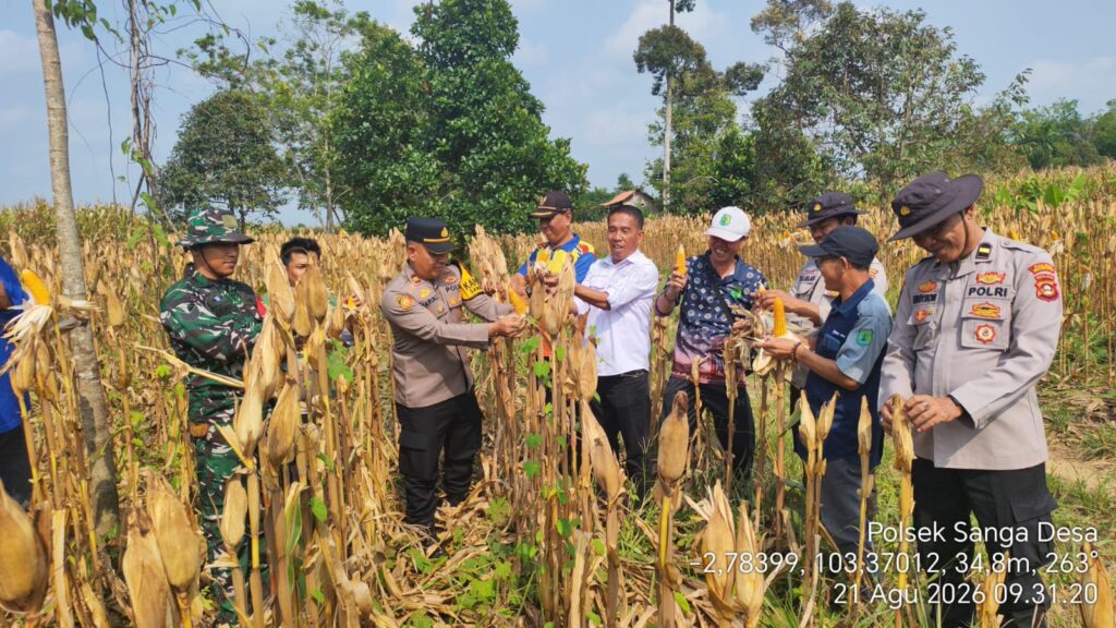 POLSEK SANGA DESA MENUNJUKAN DUKUNGAN PROGRAM KETAHANAN PANGAN DENGAN PENGIRIMAN HASIL PANEN JAGUNG KE GUDANG BULOG PROVINSI